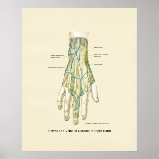 Handy & Handgelenk Internes Anatomie-Poster Poster (Vorne)
