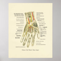 Handy & Handgelenk Internes Anatomie-Poster