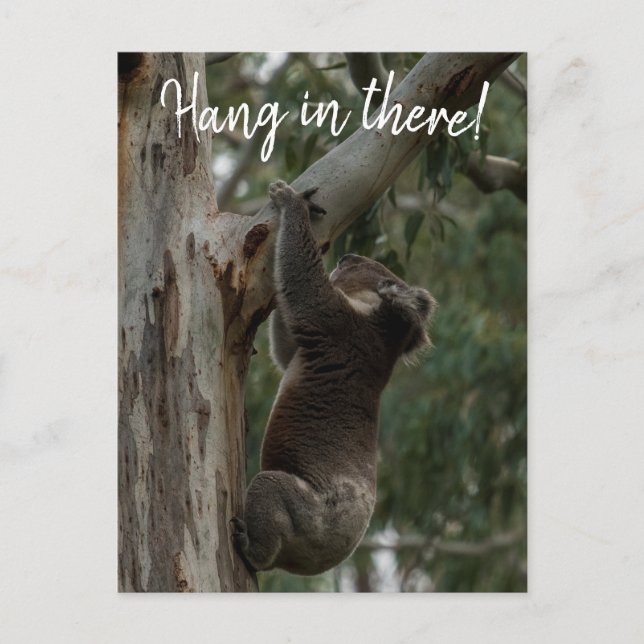 Hang da rein! Australien Koala Niedlich Postkarte (Vorderseite)