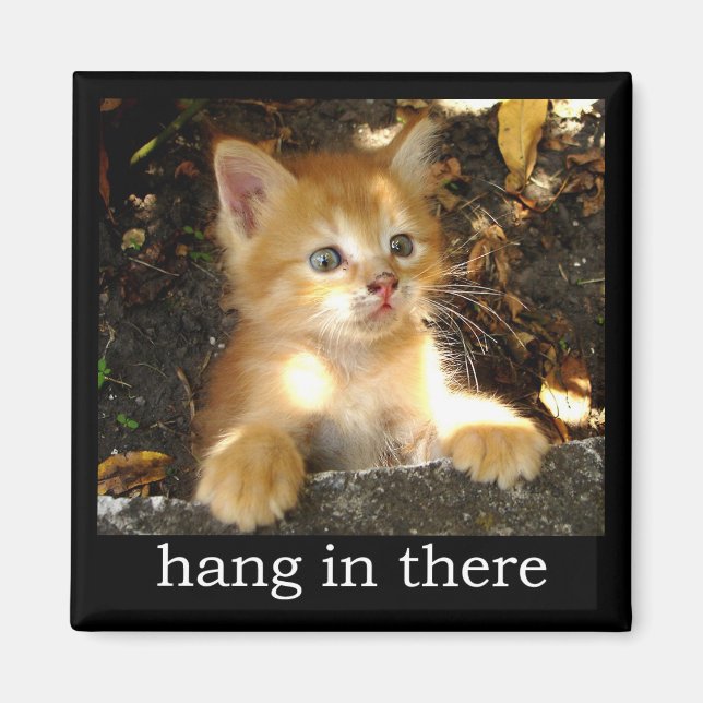 Hang in There - Kitten Magnet (Vorne)