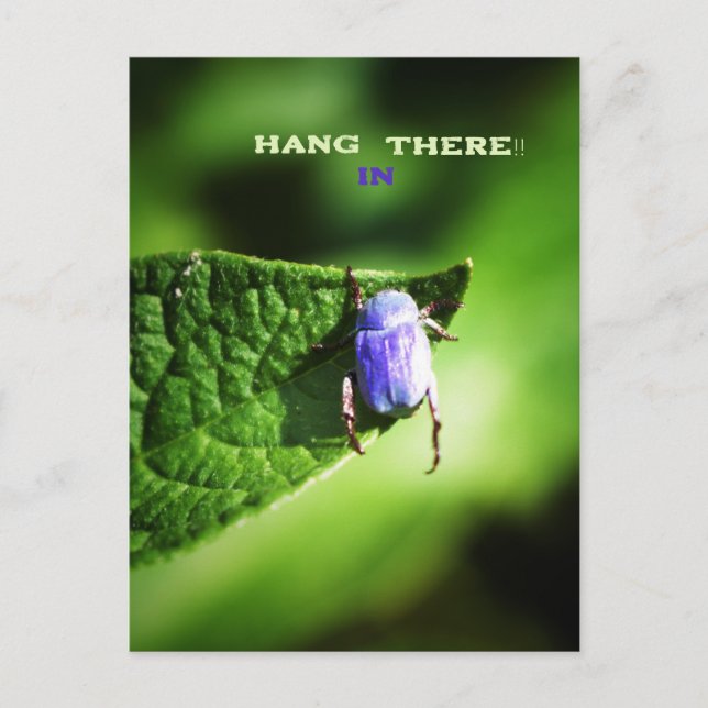 Hang in There, Lila Beatle, Postkarte (Vorderseite)