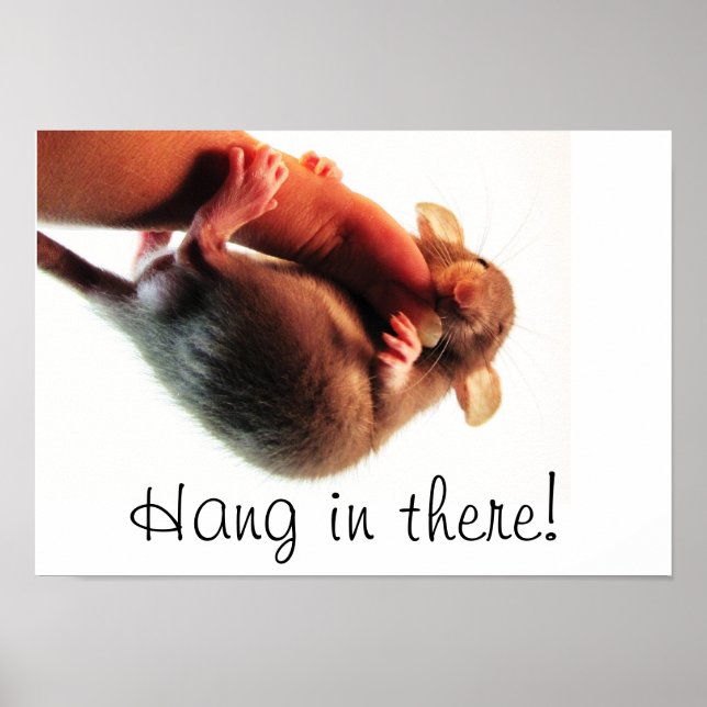 Hang in There Rat Poster (Vorne)