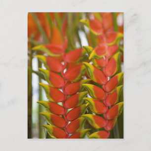 Hängende Heliconia, wöchentlicher Dienstag Obst & Postkarte