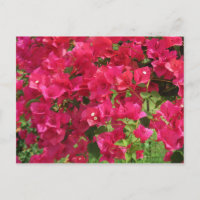 Hanging Bougainvillea