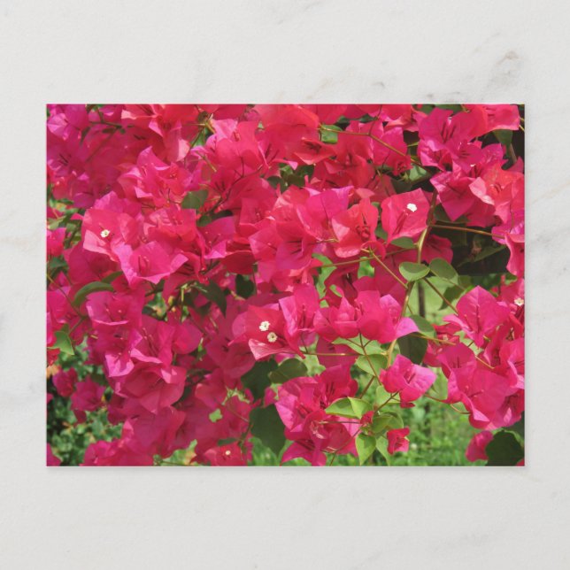 Hanging Bougainvillea Postkarte (Vorderseite)