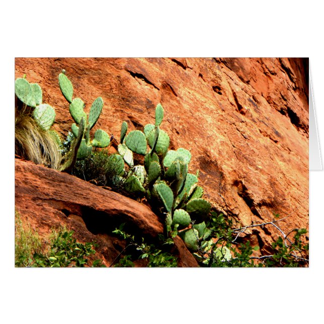 Hanging Cactus Garden Zion National Park UT Blank (Devant horizontal)