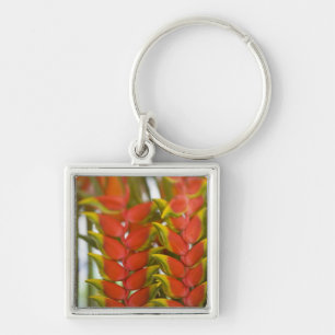 Hanging Heliconia, Weekly Dienstag Früchte & Schlüsselanhänger