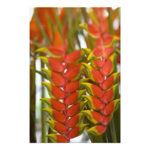 Hanging Heliconia, Weekly Tuesday fruit & Fotodruck