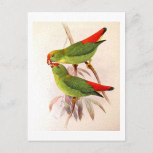 Hanging Parrots Postkarte