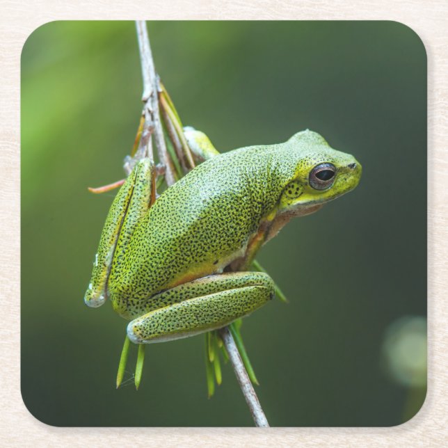 Hanging Tree Frog Rechteckiger Pappuntersetzer (Vorderseite)