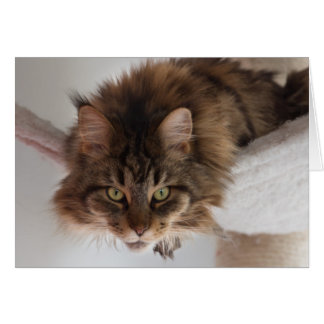 Hangout - carte chat Maine Coon