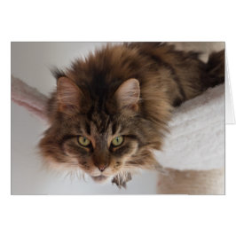 Hangout - Maine Coon Cat Card