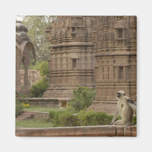 Hanuman Languren oder Schwarzgesicht-, Gewöhnliche Magnet
