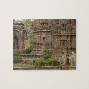 Hanuman-Langurs oder schwarz, gemein oder grau