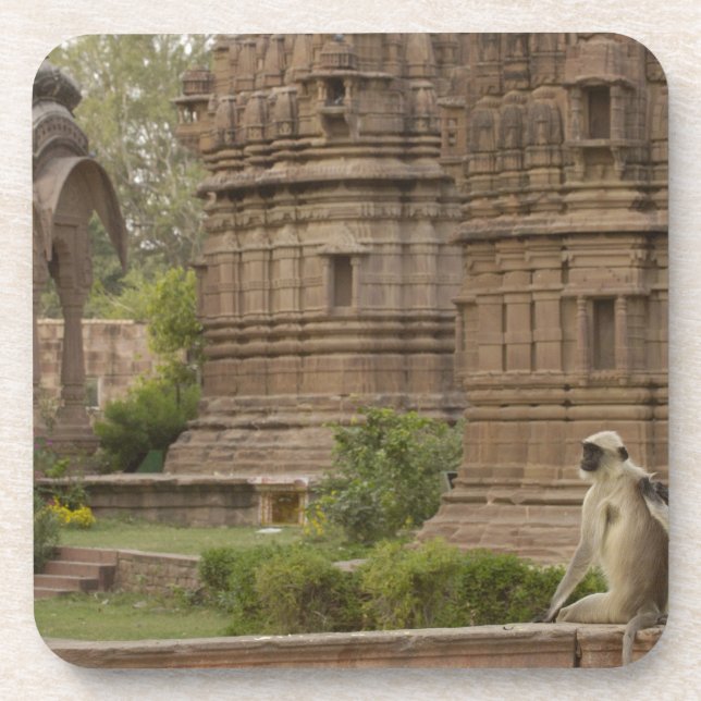 Hanuman-Langurs oder schwarz, gemein oder grau Getränkeuntersetzer (Vorderseite)