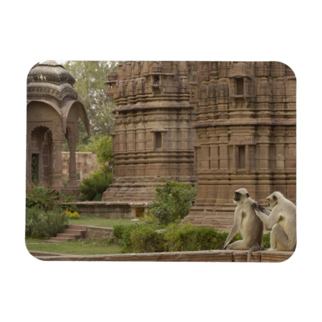 Hanuman-Langurs oder schwarz, gemein oder grau Magnet (Horizontal)