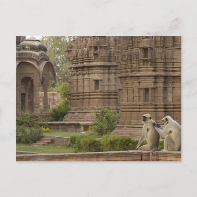Hanuman-Langurs oder schwarz, gemein oder grau Postkarte (Vorderseite)