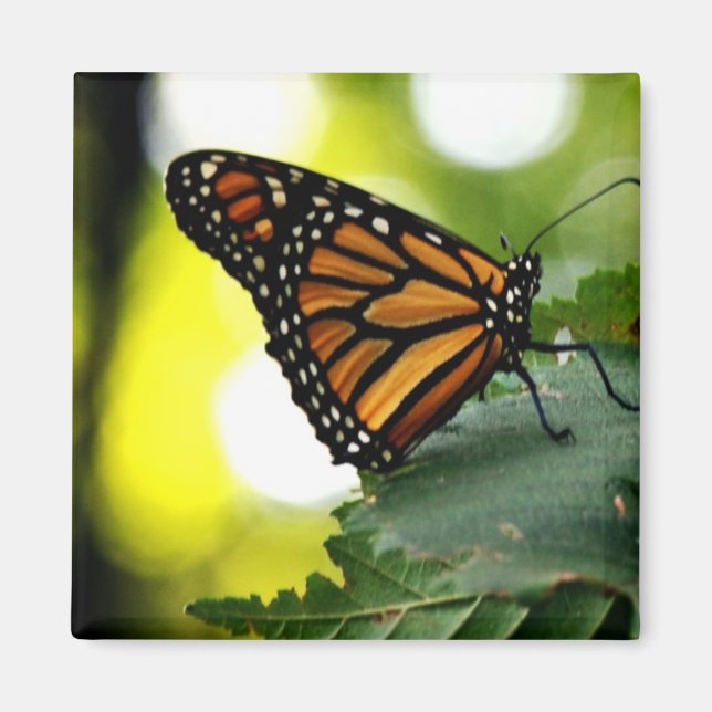 Happines ist ein Schmetterling Magnet (Vorne)