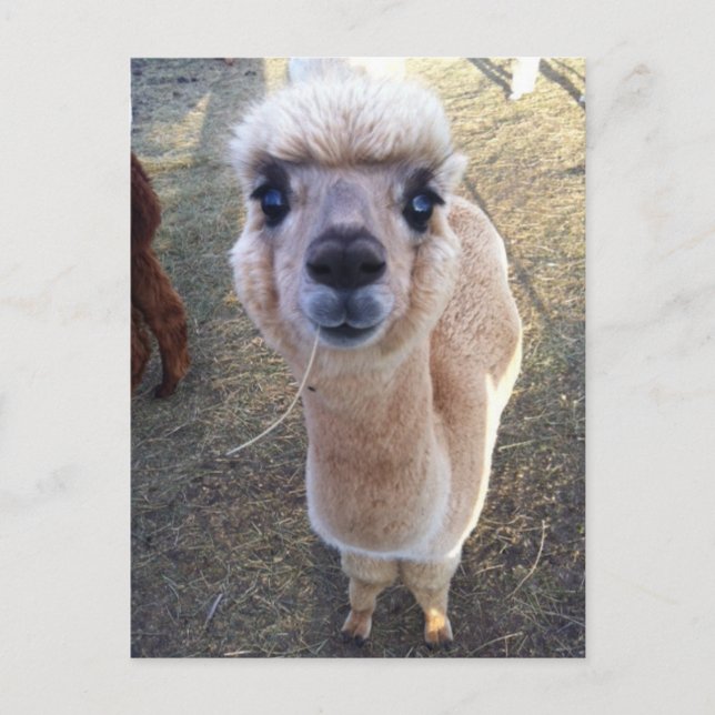 Happy Alpaca sagt hi Postkarte (Vorderseite)