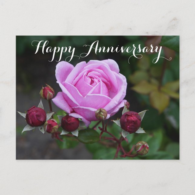 Happy Anniversary Bischofsburg Rose #1 Postkarte (Vorderseite)