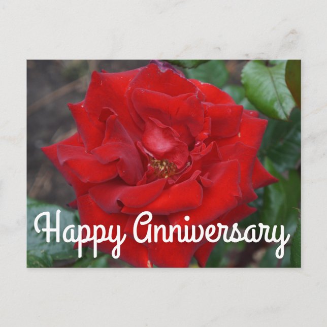 Happy Anniversary Crimson Bouquet Rose #3 Postcard Postkarte (Vorderseite)