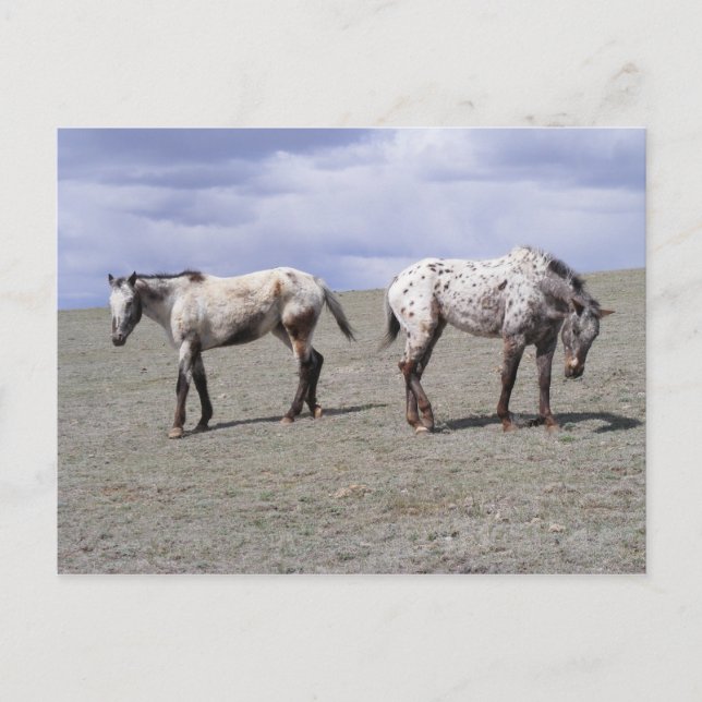 Happy Appys Postkarte (Vorderseite)