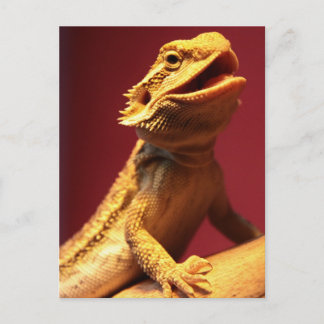 Happy Bartded Dragon Postkarte