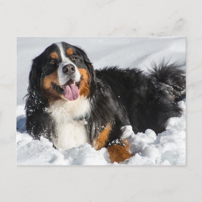 Happy Bernese Mountain Hund im Winter Schnee Postkarte (Vorderseite)