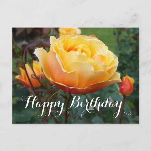 Happy Birthday About Face Rose #2 Postcard Postkarte (Vorderseite)