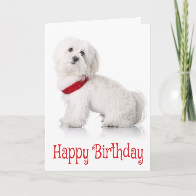 Happy Birthday Bichon Frise Welpe Hund Red & White Karte (Vorderseite)
