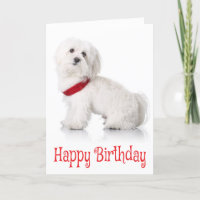Happy Birthday Bichon Frise Welpe Hund Red & White