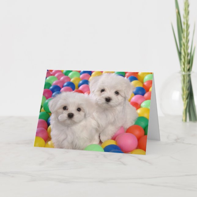 Happy Birthday Bichon Frise White Welpe Hund Karte (Vorderseite)