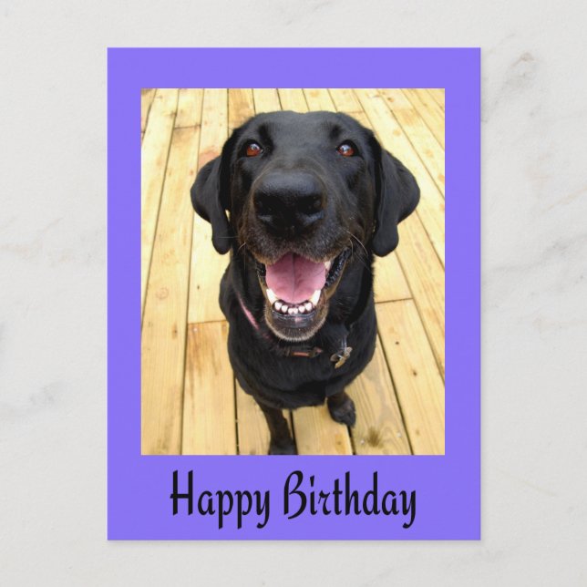 Happy Birthday Black Labrador Retriever Post Card Postkarte (Vorderseite)