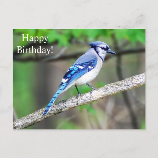 Happy Birthday Blue Jay Postcard Postkarte (Vorderseite)