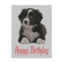 Happy Birthday Border Collie Puppy Dop Card