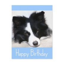 Happy Birthday Border Collie Puppy Dop Card