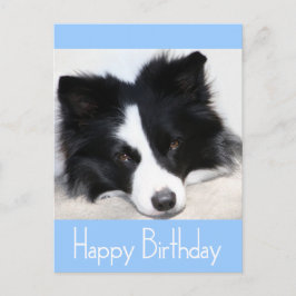 Happy Birthday Border Collie Puppy Dop Card Postkarte