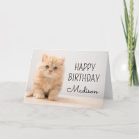 Happy Birthday | British Longhair Kitten