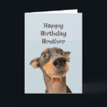 Happy Birthday Brother Funny Dog Spaß Karte<br><div class="desc">Alles Gute zum Geburtstag Bruder,  wir haben viel gemeinsam durchgemacht und das meiste war Ihre Schuld. niedlich traumatisiert aussehender Hund</div>