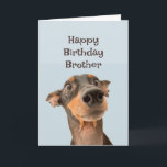 Happy Birthday Brother Funny Dog Spaß Karte<br><div class="desc">Alles Gute zum Geburtstag Bruder,  wir haben viel gemeinsam durchgemacht und das meiste war Ihre Schuld. niedlich traumatisiert aussehender Hund</div>