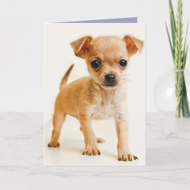 Happy Birthday Chihuahua Puppy Dog Grußkarte Karte (Vorderseite)