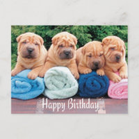 Happy Birthday Chinese Shar Pei Puppy Dog Postkart