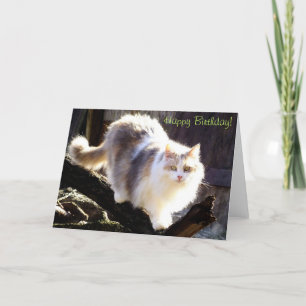 Happy Birthday Dilute Calico Maine Coon Card Karte