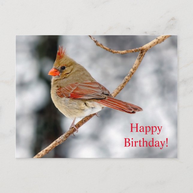 Happy Birthday Female Northern Kardinal Postcard Postkarte (Vorderseite)