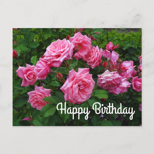 Happy Birthday Gene Boerner Rose #2 Postcard Postkarte (Vorderseite)