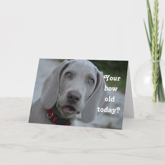 Happy Birthday Hunde Humor Karte (Vorderseite)