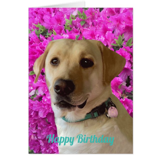 Happy Birthday, Labrador Hund Pink Blume, Adorable (Vorne)