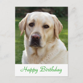 Happy Birthday Labrador Retriever Dog Post Card Postkarte