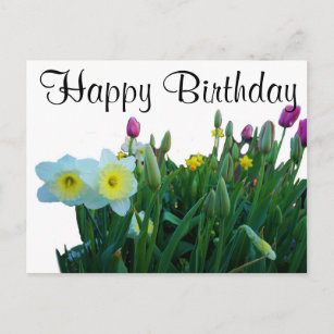 Happy Birthday Large Cupped Daffodil #2 Postcard Postkarte