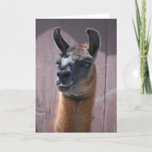 Happy Birthday Llama Karte
